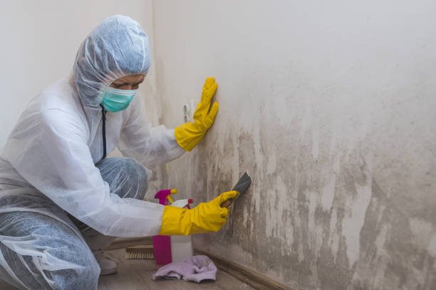 Best Professional Mold Removal  in Summit Hill, PA