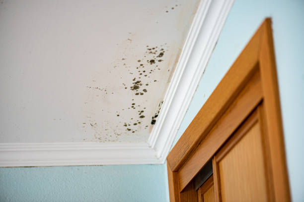 Best Mold Cleaning Services  in Summit Hill, PA