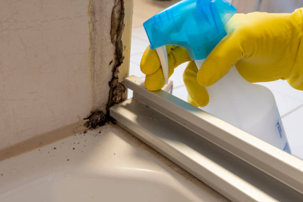 Best Toxic Mold Removal  in Summit Hill, PA
