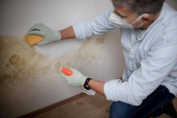 Best Certified Mold Removal  in Summit Hill, PA