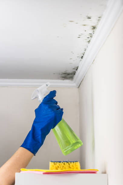 Best Water Damage Restoration  in Summit Hill, PA